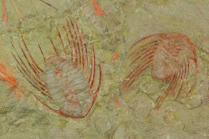Two Red Selenopeltis Trilobites - Fezouata Formation